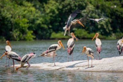 Ranganathittu-Bird-Sanctuary-Srirangapattana.jpg